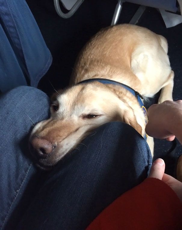 Travelling With Pets Tips For Flying With A Pet