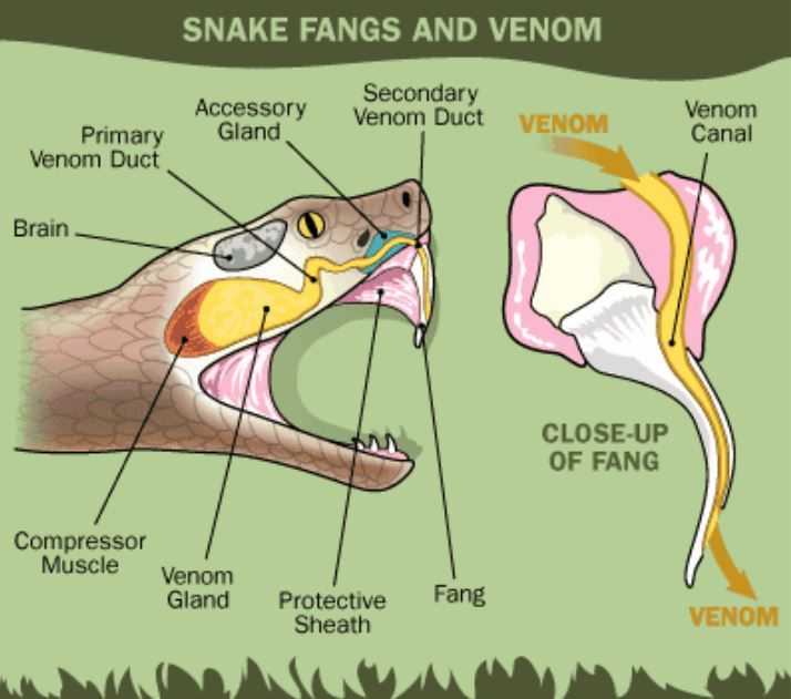 Mortal poison Understanding Snake Venom and How It Works