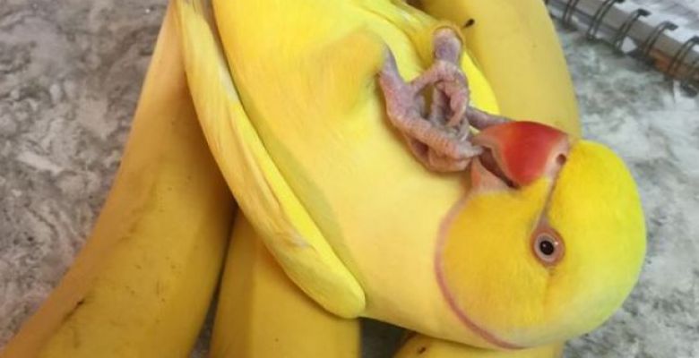 Можно давать попугаям банан. Банановый попугай. Попугайчики бананчики. Бананы с попугаем. Попугай банан маскировка.