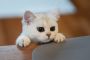 15 Fun Facts about Cats