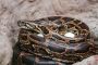 Learn More about Python Snakes