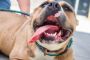Why do some countries ban certain dog breeds?
