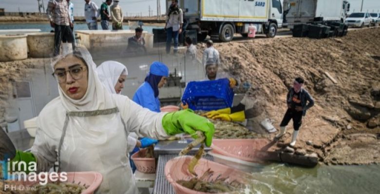 What Are the Key Stages and Best Practices in Successfully Harvesting Shrimp from Farms?