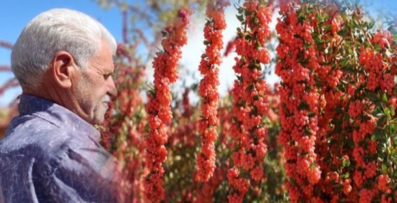 What Health Benefits Do Barberries Offer and How Can They Enhance Your Diet?