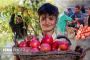 How Can Pomegranates and Apples Boost Your Health and Wellness?