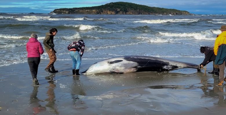 What Makes the Spade-Toothed Whale One of the Rarest and Most Intriguing Cetaceans?