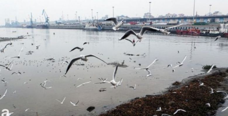 What Strategies Can Be Implemented to Restore and Conserve the Ecological Integrity of Anzali Lagoon?