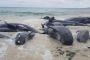 Tragic Mass Stranding of Whales Along Australian Coastline Sparks Urgent Conservation Debate