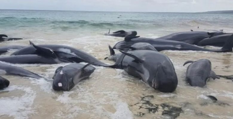 Tragic Mass Stranding of Whales Along Australian Coastline Sparks Urgent Conservation Debate