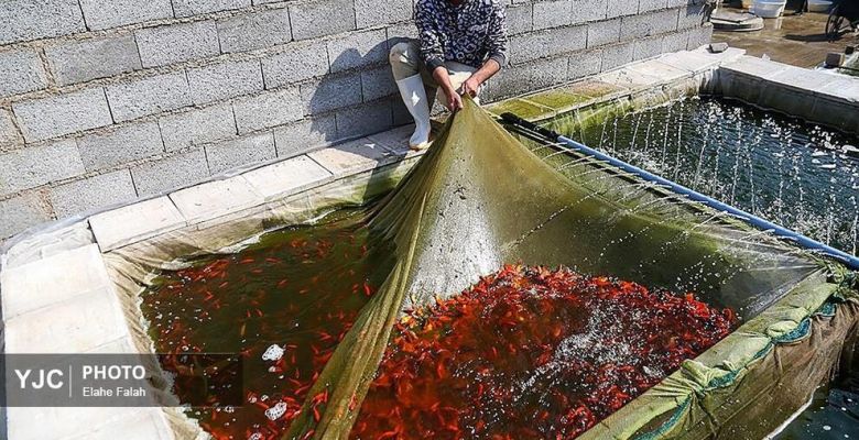 Red Fish Farming