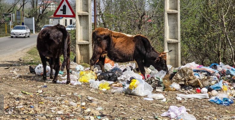 Preserving Nature: The Essential Duty of Cleaning Up After Picnics