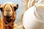 The Remarkable Health Benefits of Camel Milk