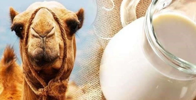 The Remarkable Health Benefits of Camel Milk