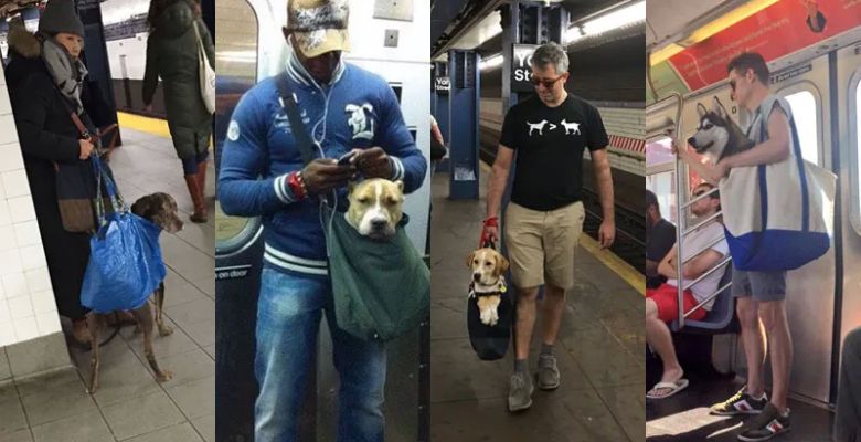 NYC Subway: Dog Owners Get Creative as 