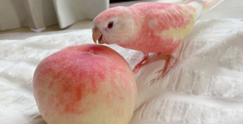 When Pets Look Like Snacks: Tales of Furry Fun and Tasty Lookalikes