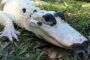 Nature's Masterpiece: Leucistic Gator's Stunning Blue Eyes