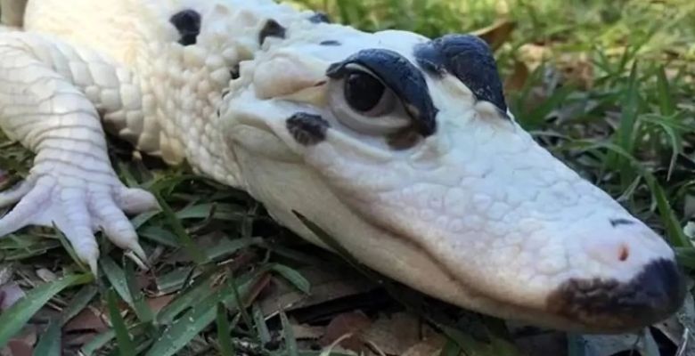 Nature's Masterpiece: Leucistic Gator's Stunning Blue Eyes