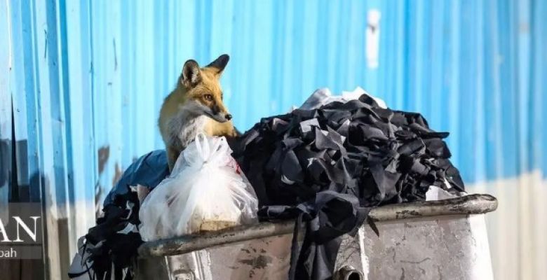 Wild Resilience: Adapting to the Urban Fox and Finding Harmony in Shared City Spaces