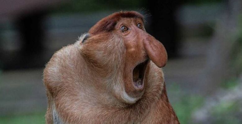 How the Male Monkey's Nasal Size Dictates Social Status