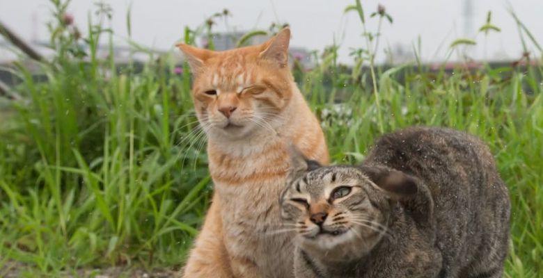 Laugh Through the Lens: Capturing the Hilarious Moments of Cats