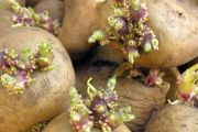 Why a Green Tint on Your Potato Is a Warning Sign of Poison
