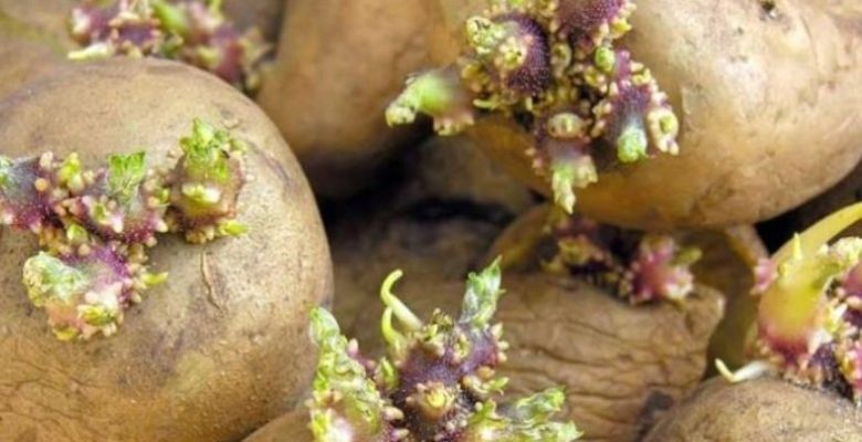 Why a Green Tint on Your Potato Is a Warning Sign of Poison