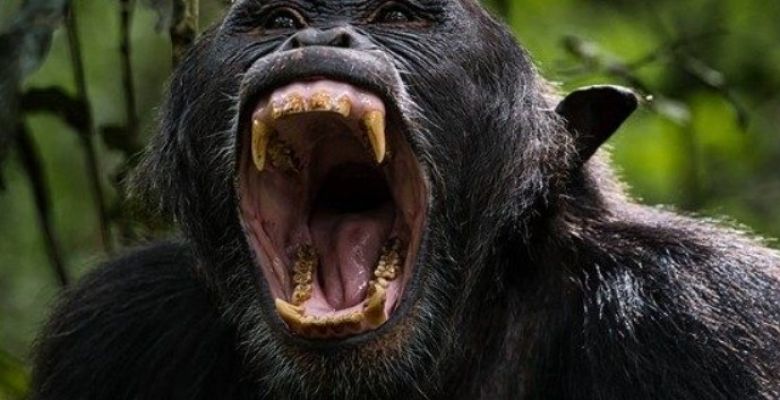 Primal Spirits: New Research Explores the Evolutionary Roots of Alcohol Consumption in Great Apes