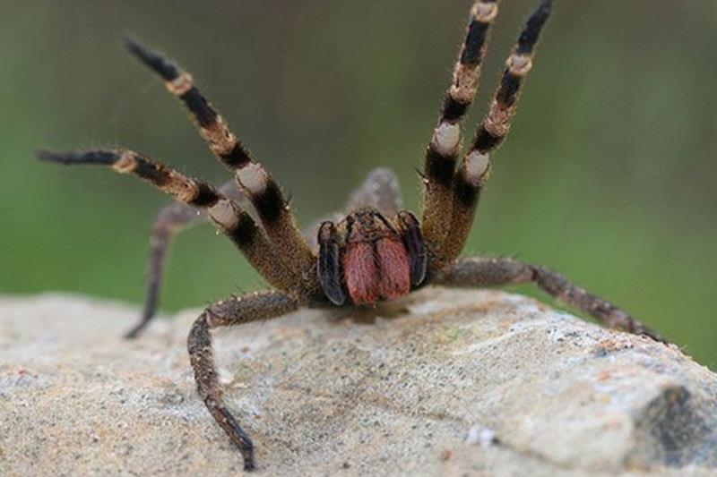 Паук бразильский странствующий паук фото